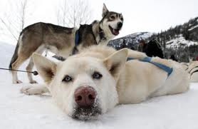 100 sled dogs killed in BC massacre