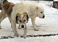 120px   att;  http://kara-yulduz.com/asian_shepherd_dogs/used_in_breeding/sheih