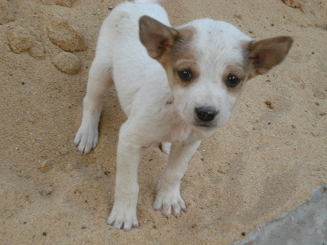 13 cute puppy yoda kawaii koinu