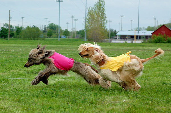 10-fastest-dog-breeds