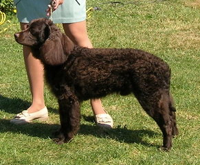 what-are-american-water-spaniels