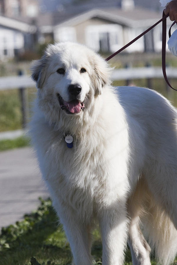 10-white-fluffy-big-dog-breeds