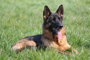 what-are-german-shepherd-dogs
