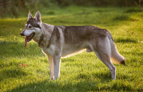 what-are-northern-inuit-dogs