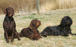 similar-dogs-to-labrador-retrievers