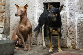 dog-breeds-originated-in-mexico