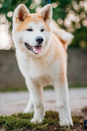 what-are-akita-dogs