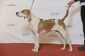 what-are-american-foxhounds