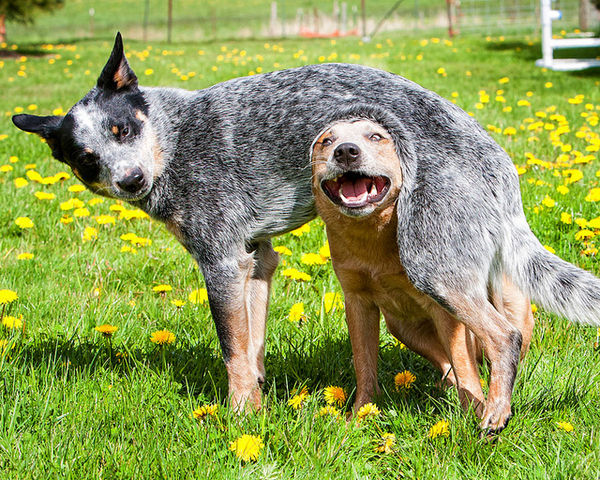australian-dog-breeds