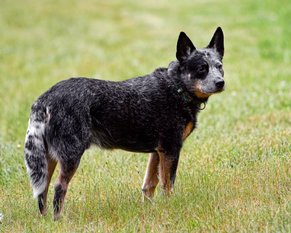 what-are-australian-cattle-dogs