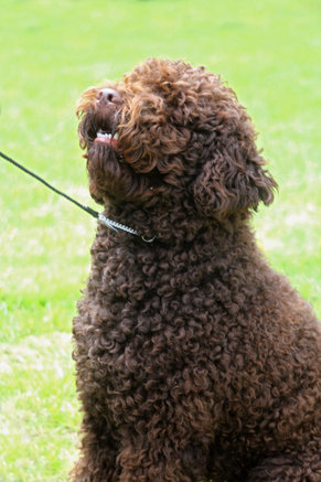 15-chocolate-color-dog-breeds