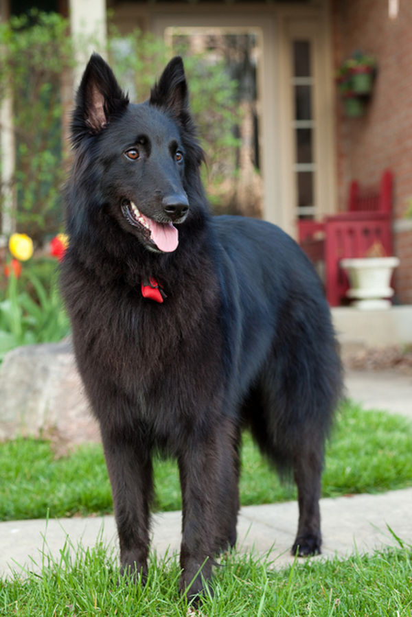 12-black-color-dog-breeds