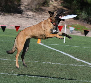 what-are-belgian-malinois