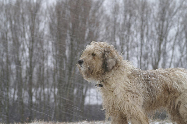 italian-names-meaning-for-boy-dogs