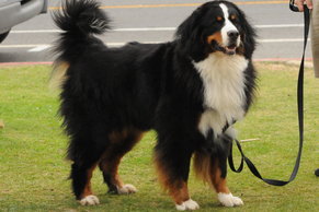 what-are-bernese-mountain-dogs