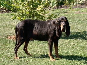 what-are-black-and-tan-coonhounds