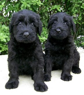 name-ideas-for-black-dogs