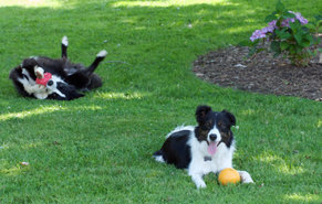 what-are-border-collies