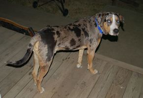what-are-catahoula-leopard-dogs