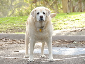 weight-gain-in-older-dogs