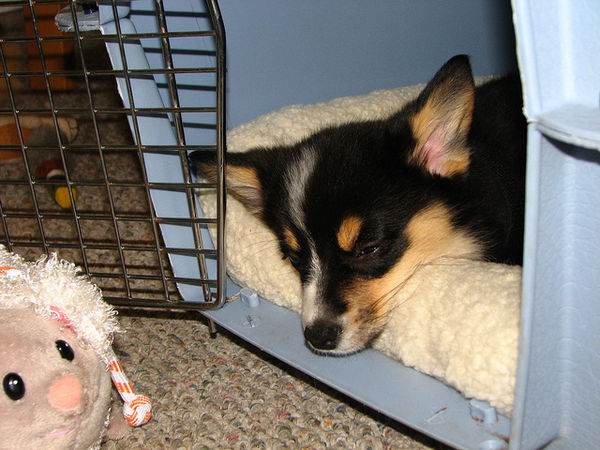 3-tips-you-should-know-about-your-puppy-crying-at-night-2