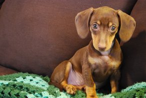 what-are-dachshunds