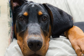 what-are-doberman
