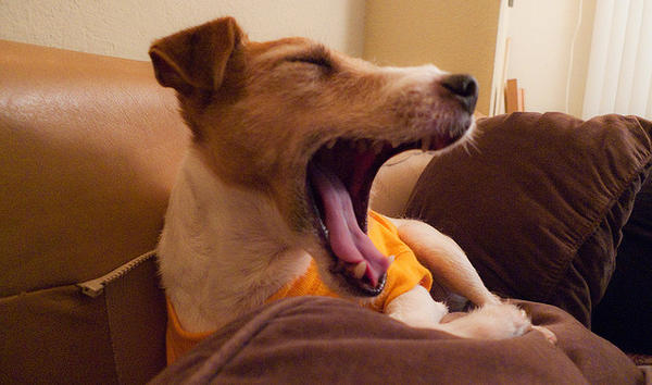 does-your-dog-yawn-when-you-yawn