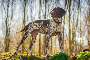 what-are-german-shorthaired-pointers