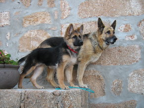 velcro-dog-breeds