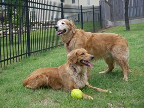 similar-dogs-to-golden-retrievers