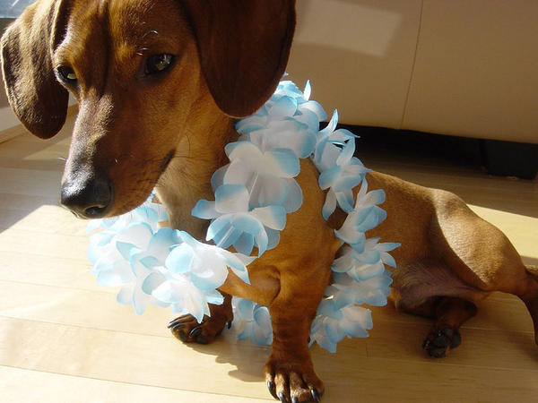 hawaiian-names-meaning-for-boy-dogs