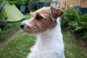 what-are-jack-russell-terriers