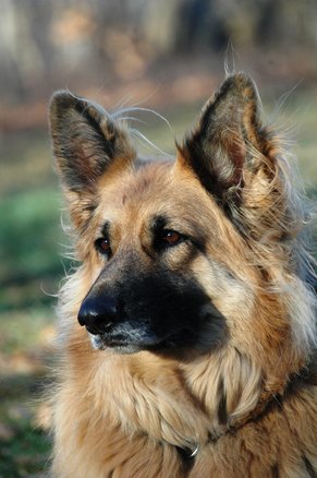 what-are-king-shepherd-dogs
