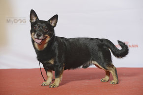 what-are-lancashire-heelers