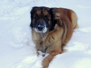 what-are-leonbergers