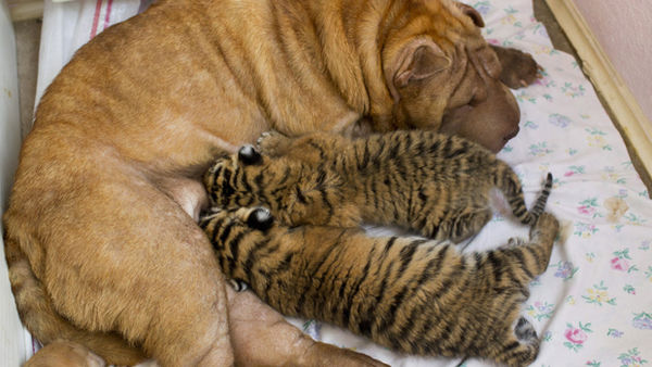 sharpei-adopt-tiger-cubs