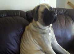 mastiff-chilling-out-on-sofa