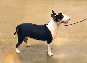 what-are-miniature-bull-terriers