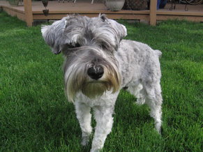 what-are-miniature-schnauzers