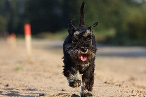 what-are-miniature-schnauzers