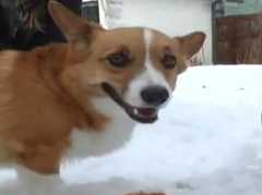 corgi-who-survived-for-4-days-in-avalanche