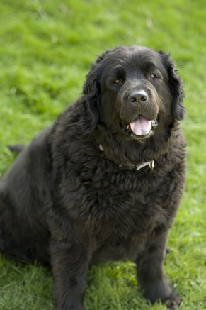 what-are-newfoundlands