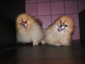 what-are-pomeranians