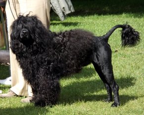similar-dogs-to-poodles