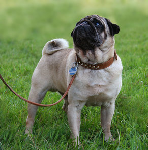 similar-dogs-to-pugs