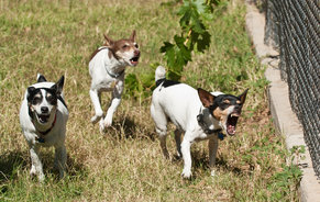 type-of-long-legged-terriers