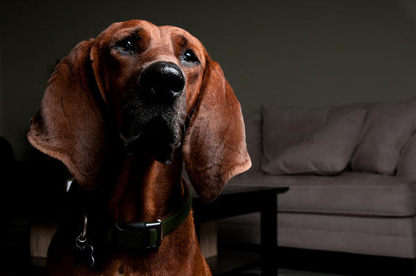 redbone-coonhound