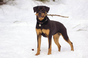 what-are-rottweilers