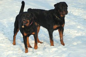 dog-breeds-originated-in-germany